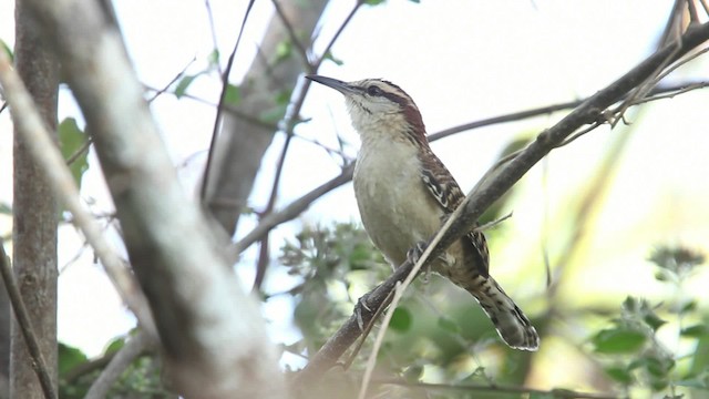 Rufous-naped Wren (Sclater's) - ML477811