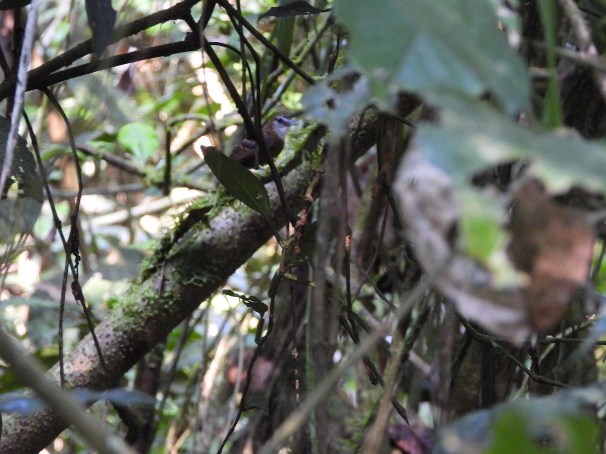 Lunulated Antbird - ML477811511