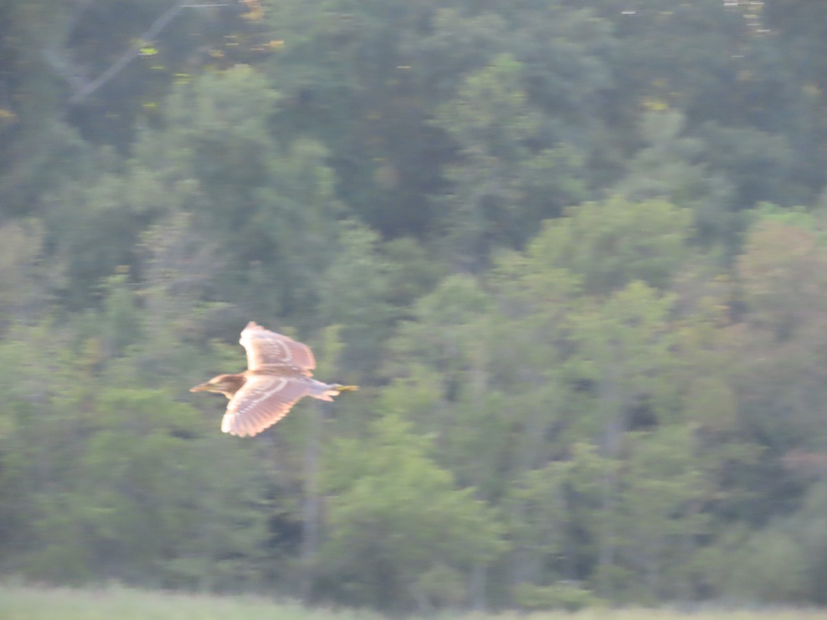 Black-crowned Night Heron - ML477811671