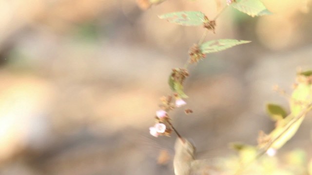 Turquoise-crowned Hummingbird - ML477813