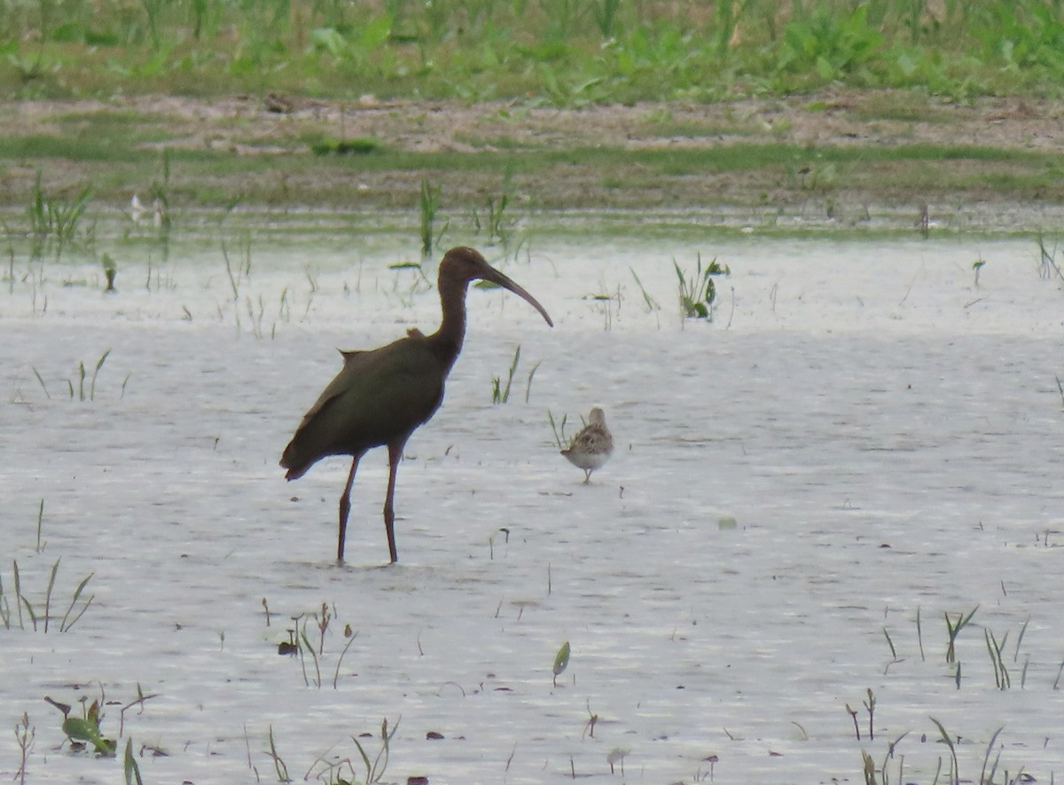 White-faced Ibis - ML477814531