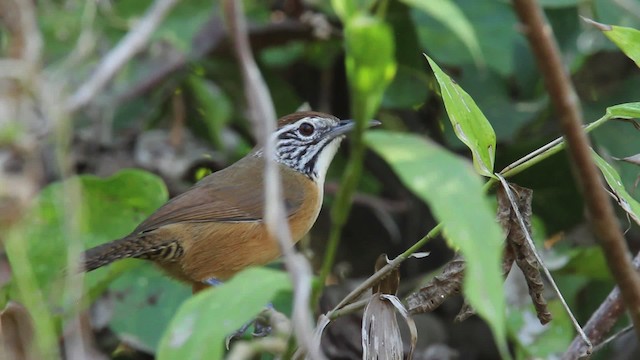 Happy Wren - ML477815