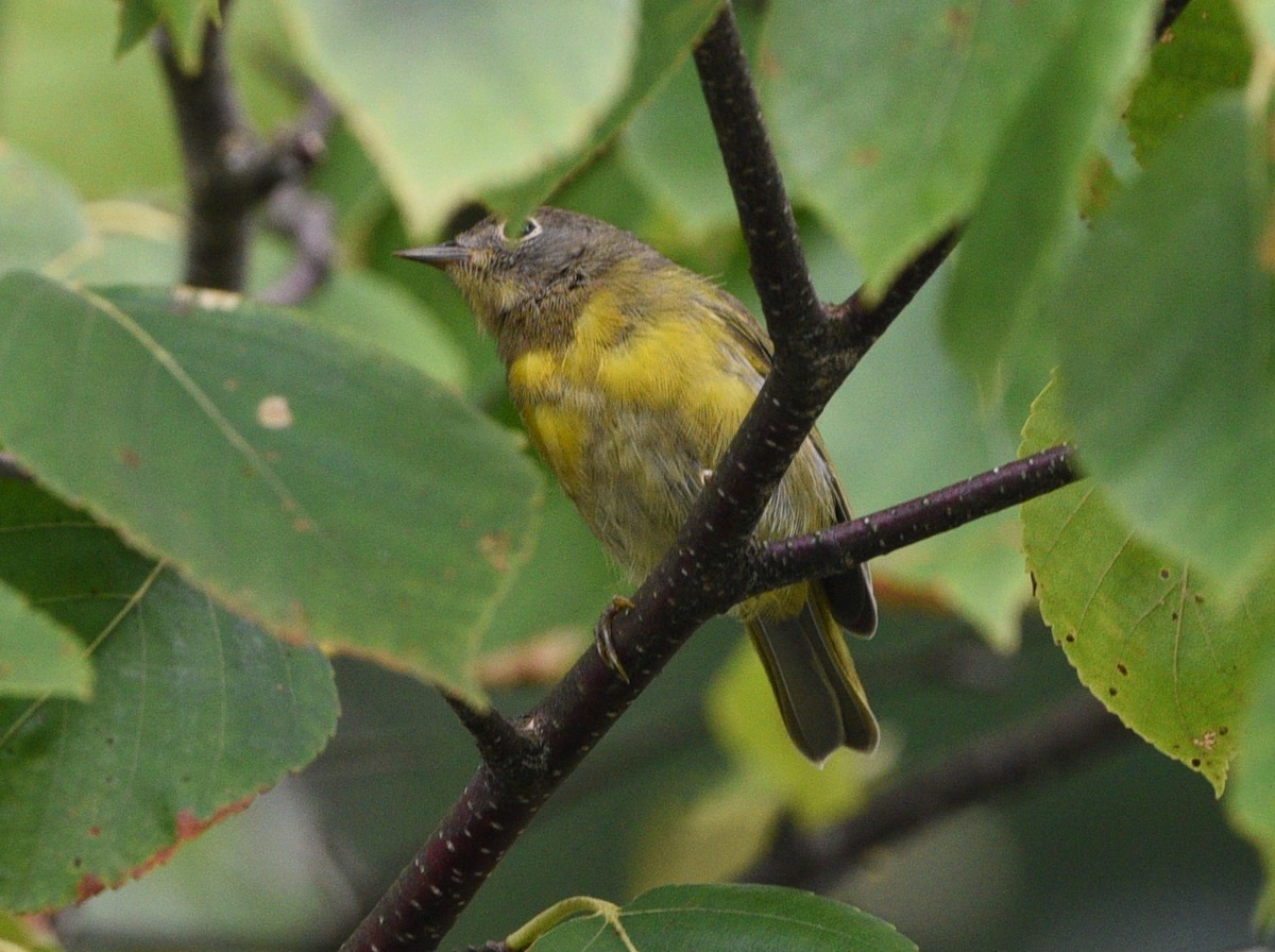 Nashville Warbler - ML477815621