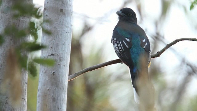 trogon žlutobřichý - ML477816