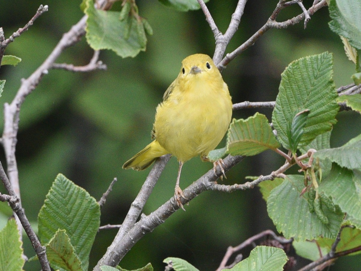 Yellow Warbler - ML477816561