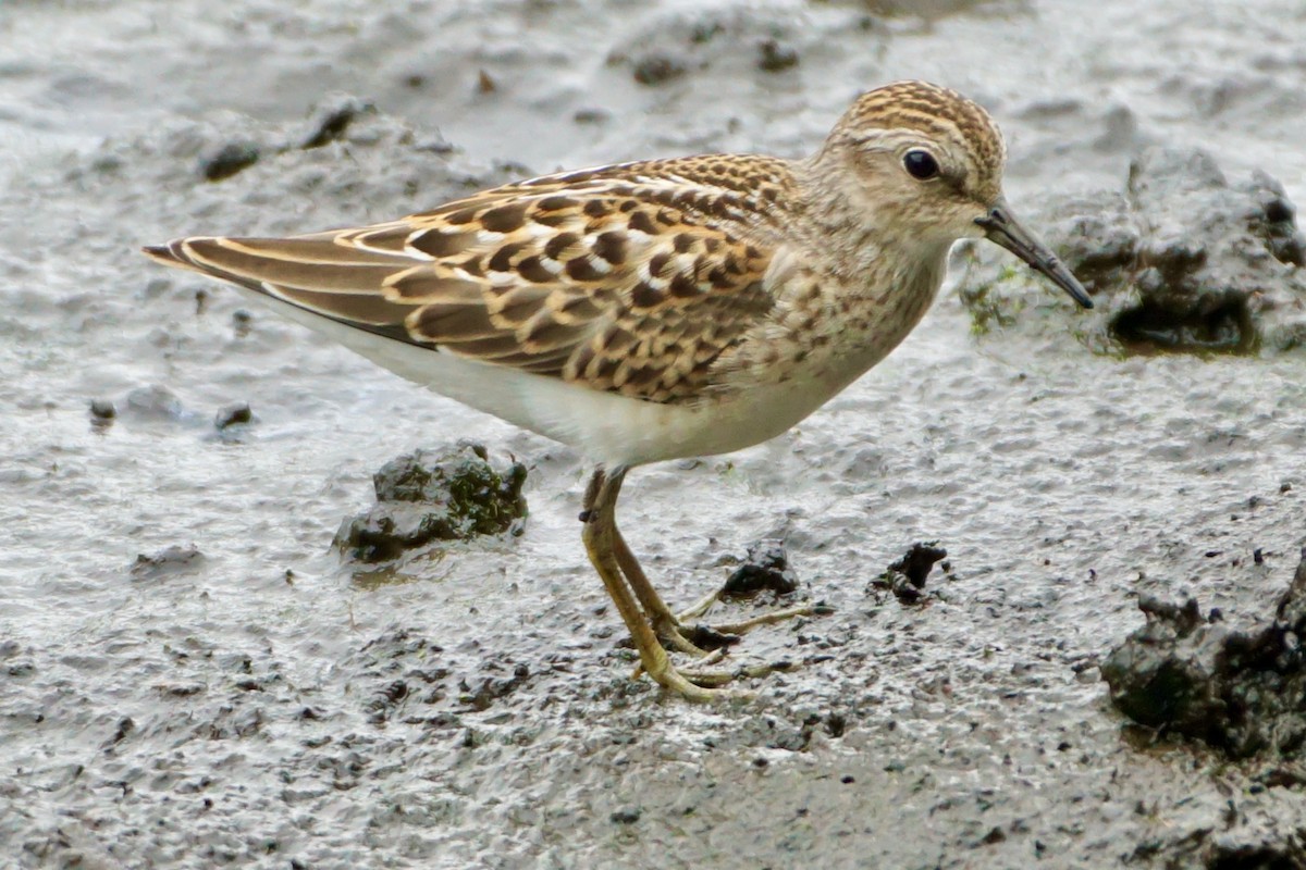 Least Sandpiper - Laura Sisitzky