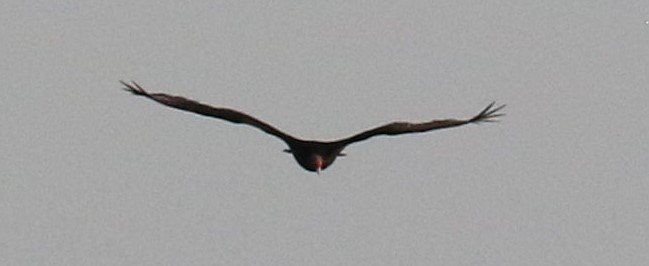 Turkey Vulture - Diane Eubanks