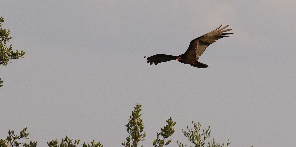 Turkey Vulture - Diane Eubanks