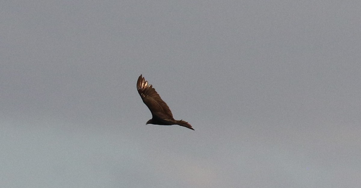 Turkey Vulture - ML477817531