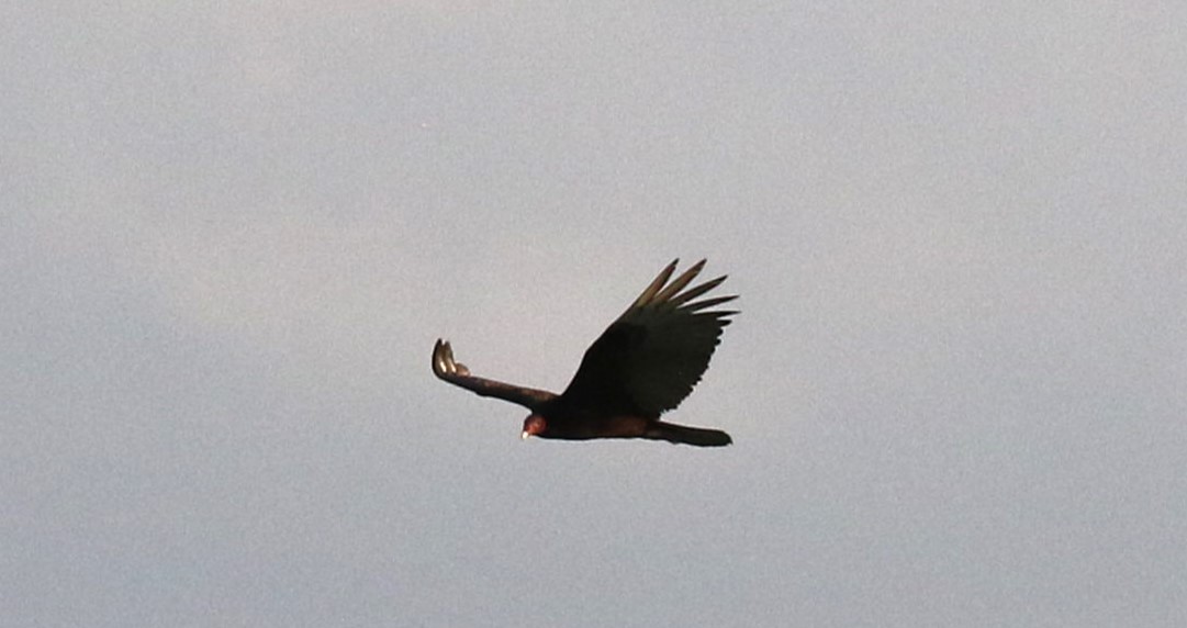 Turkey Vulture - ML477817541