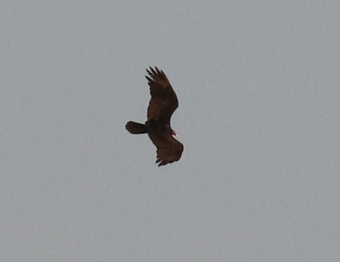 Turkey Vulture - Diane Eubanks