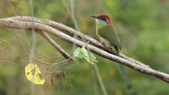 Kızıl Tepeli Motmot - ML477818