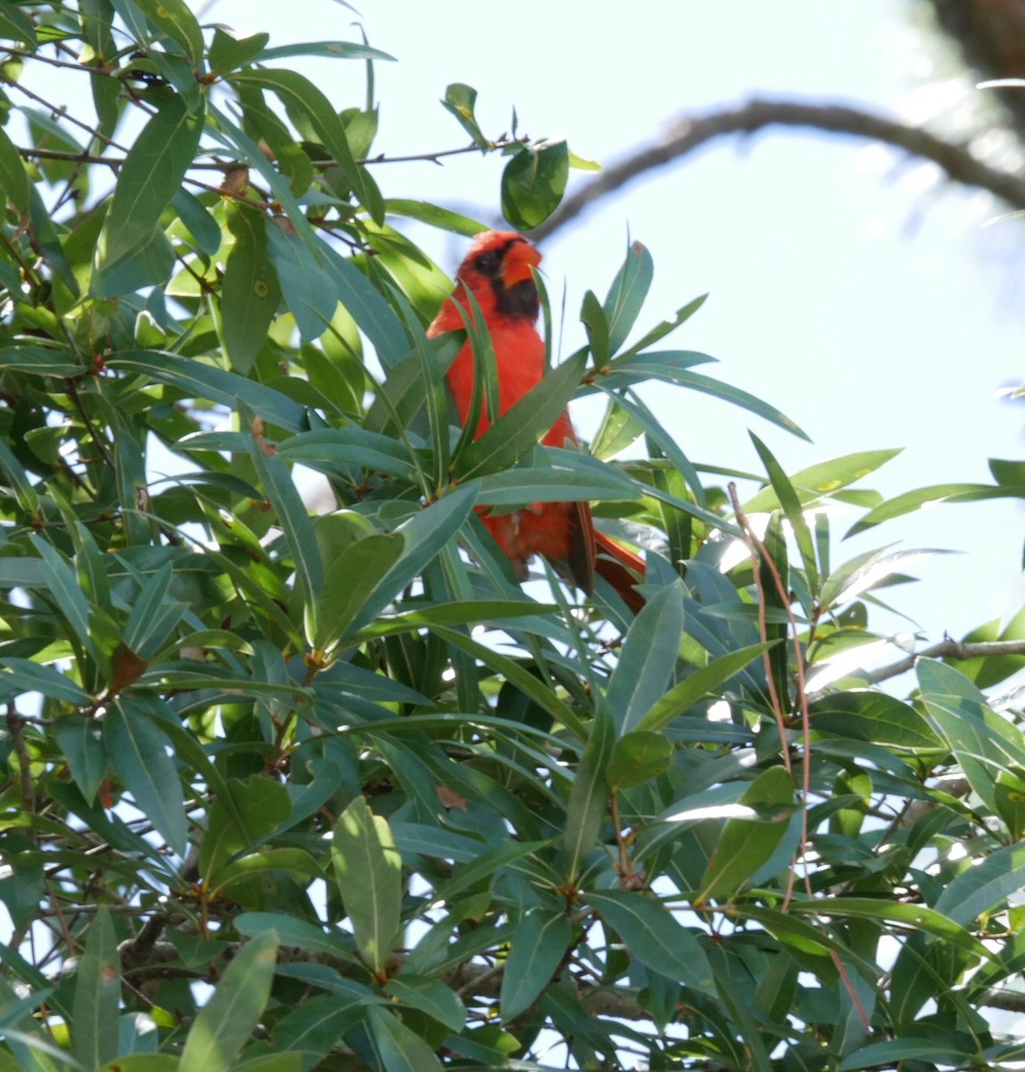 Cardenal Norteño - ML477822111