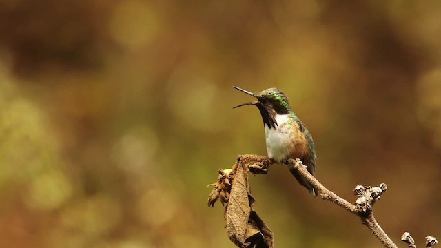 Colibri héloïse - ML477823