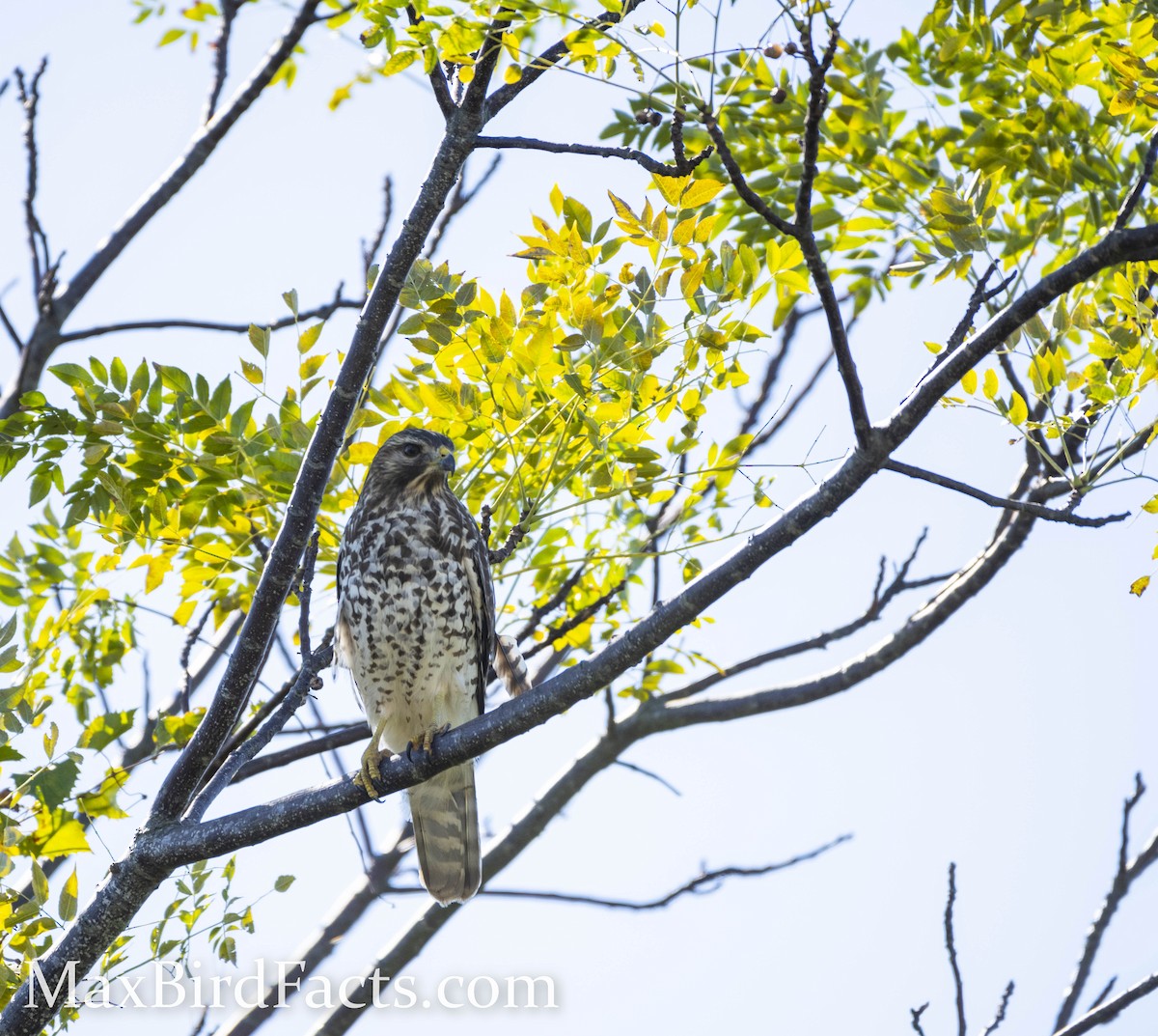 Red-shouldered Hawk - ML477823601