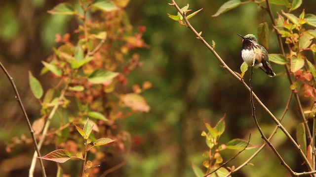 Bumblebee Hummingbird - ML477824