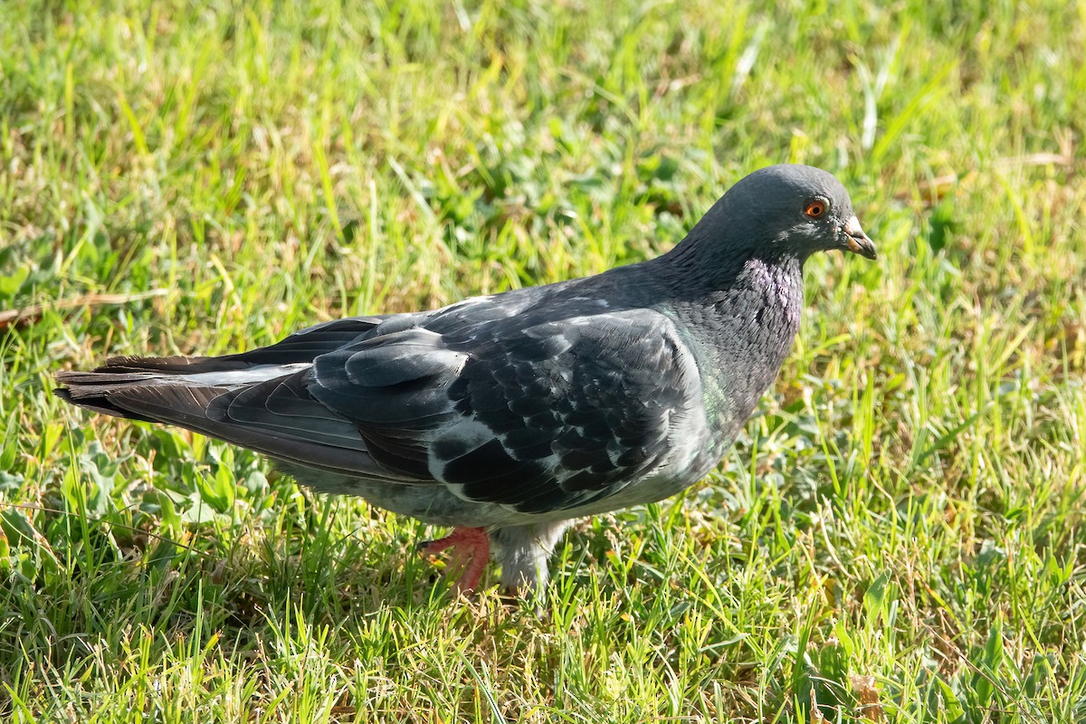 Rock Pigeon (Feral Pigeon) - ML477826281