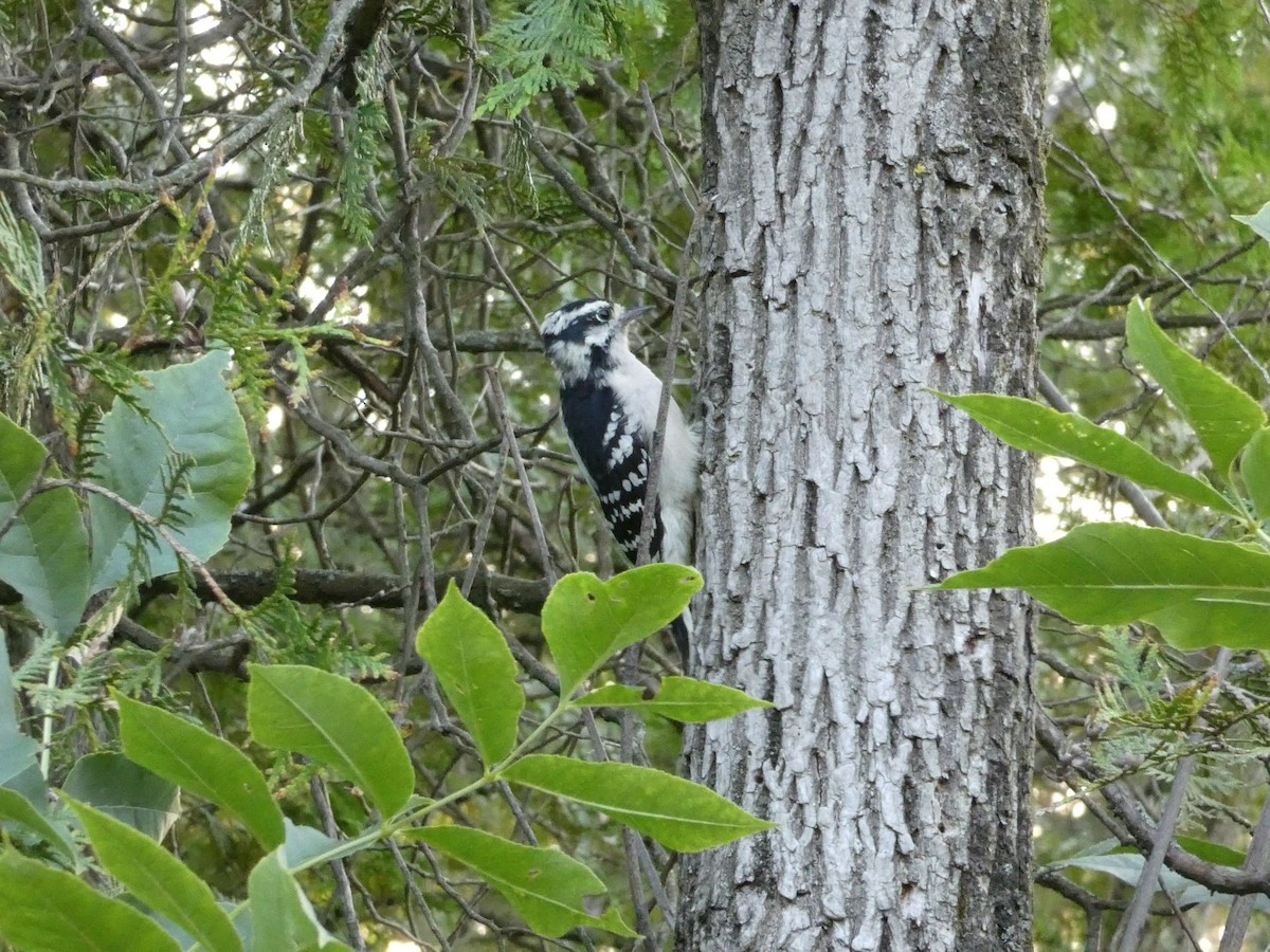 Downy Woodpecker - Isaac Petrowitz