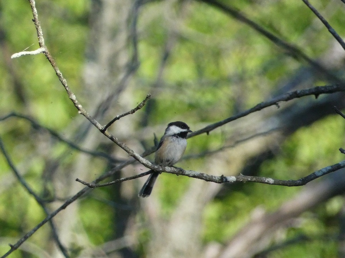 Mésange à tête noire - ML477826851