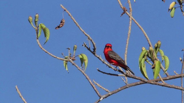 Vermilion Flycatcher (Northern) - ML477827