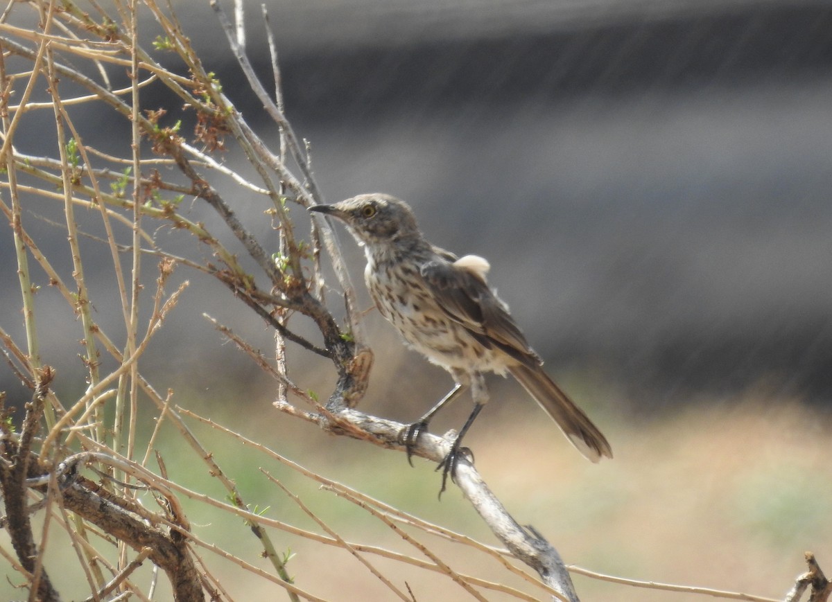 Sage Thrasher - ML477827011