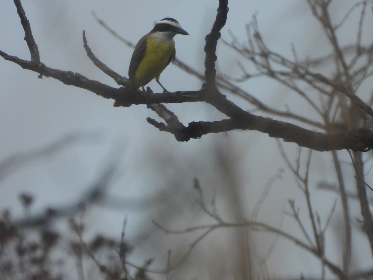 Great Kiskadee - ML477827621