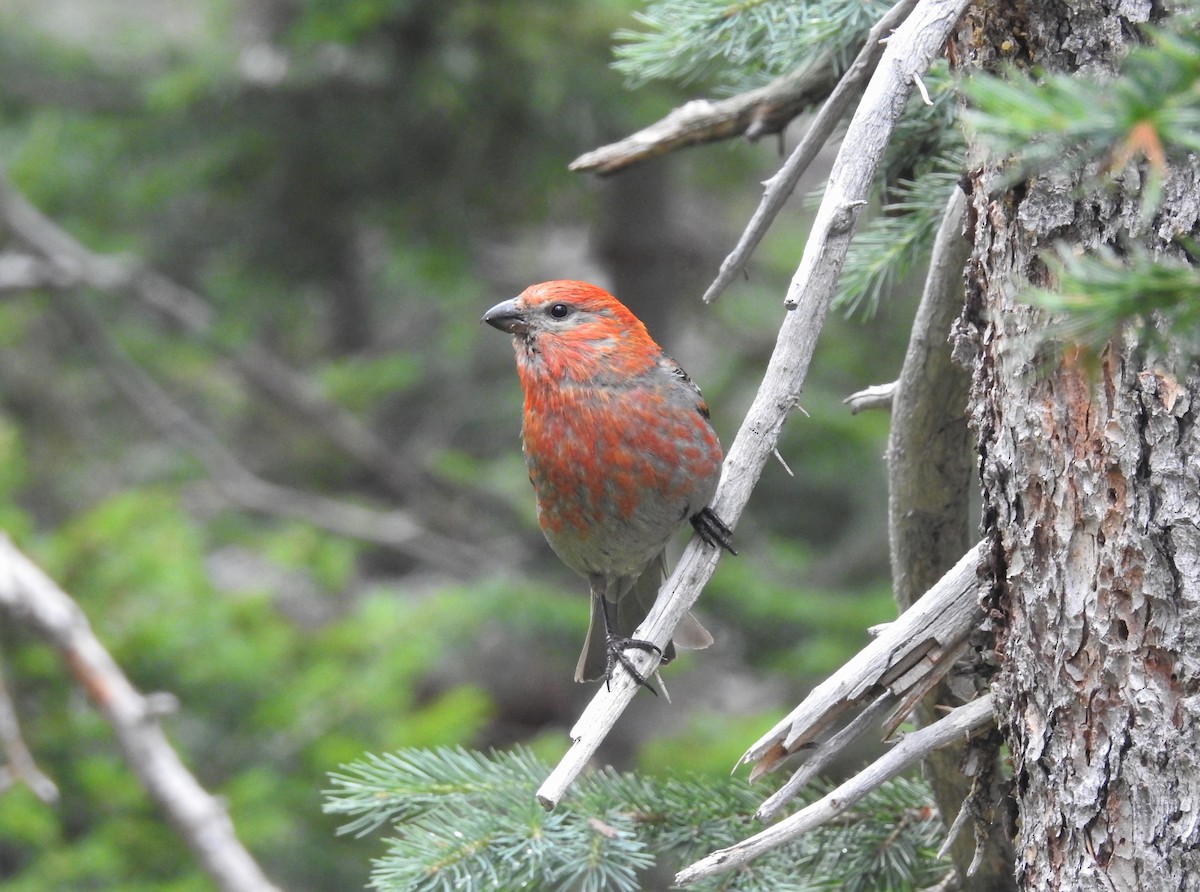 Pine Grosbeak - Daniel Horton