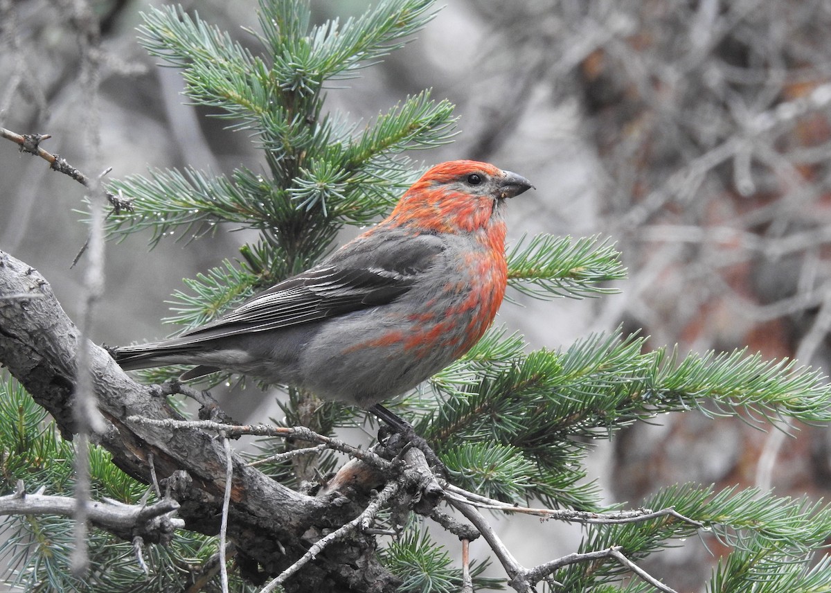 Pine Grosbeak - ML477827851