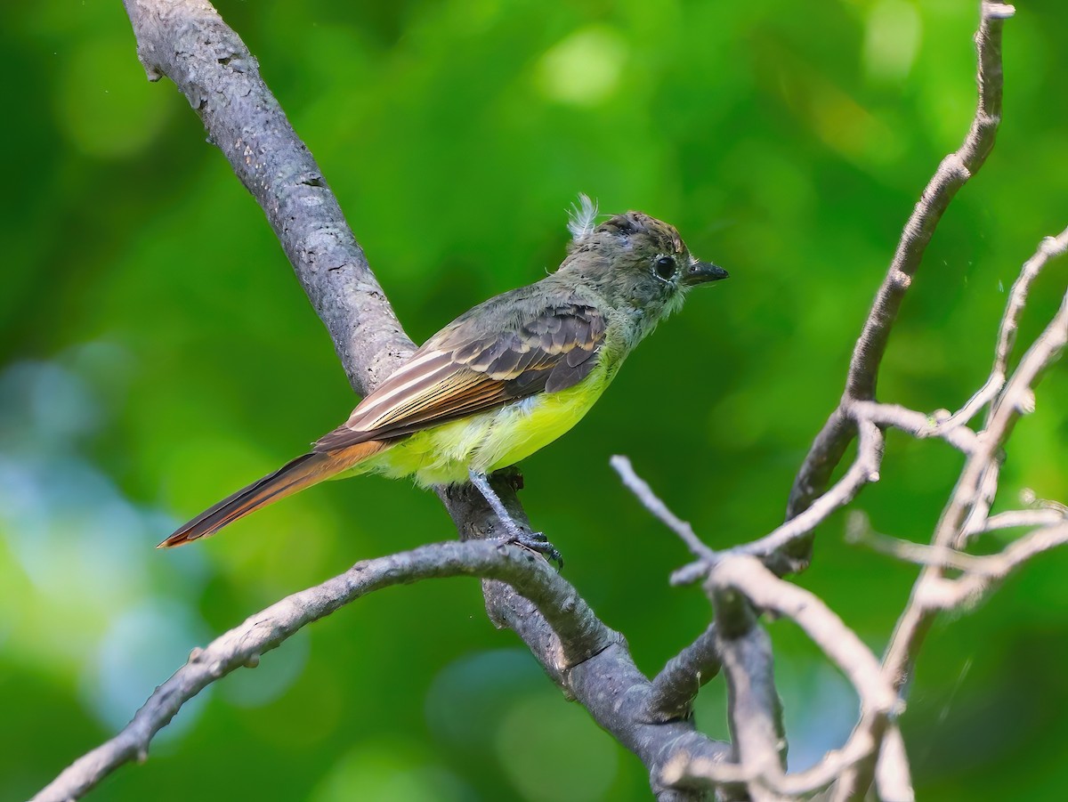 Great Crested Flycatcher - Eric Patry