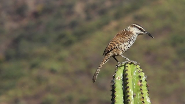 Boucard's Wren - ML477831