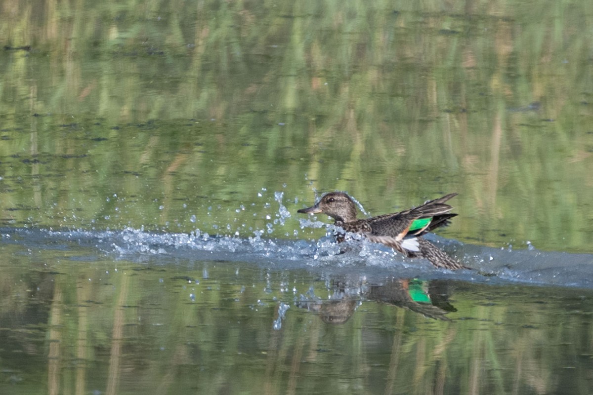 Green-winged Teal - ML477831961
