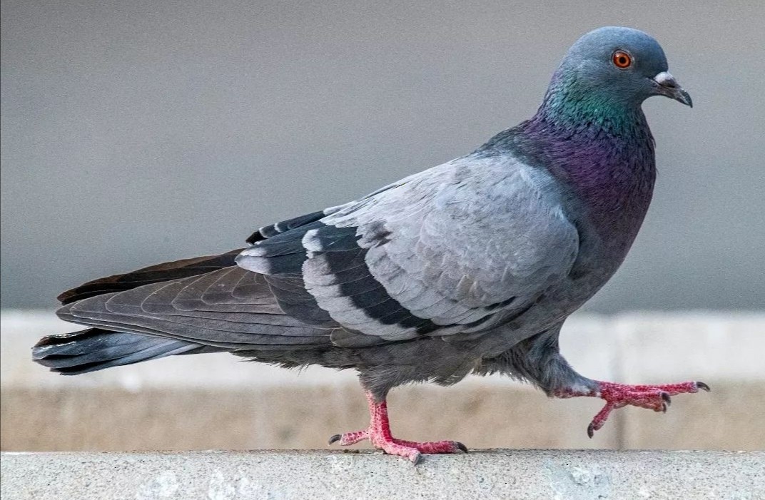 Rock Pigeon - Abdullah  Hatim