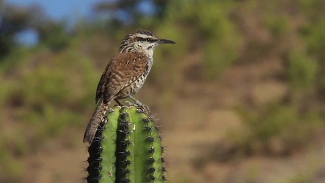 Boucard's Wren - ML477833