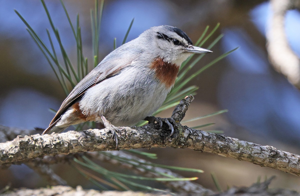 Krüper's Nuthatch - Robert Hutchinson