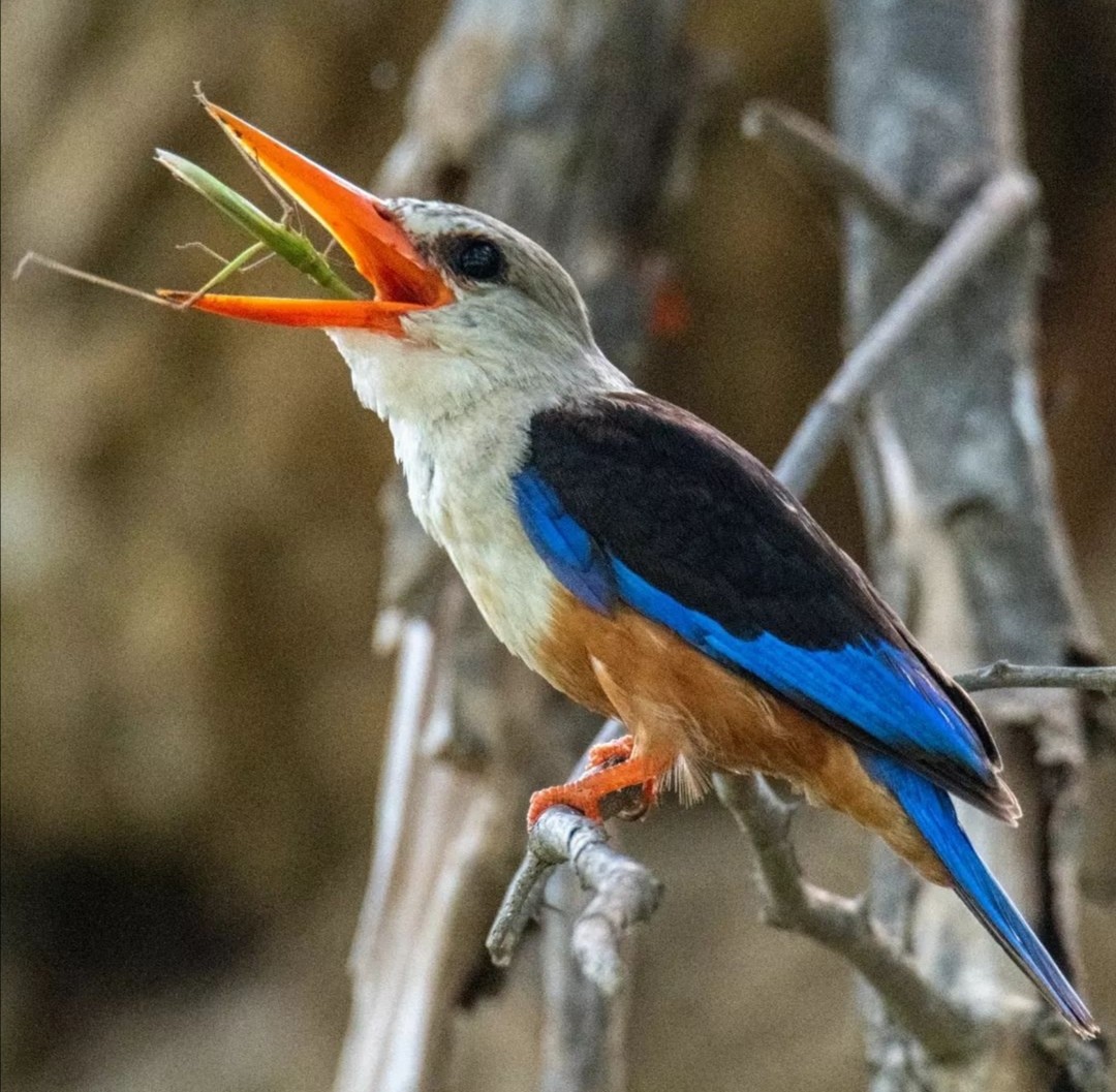 Gray-headed Kingfisher - ML477833381