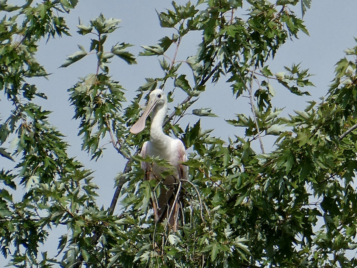 Розовая колпица - ML477834031