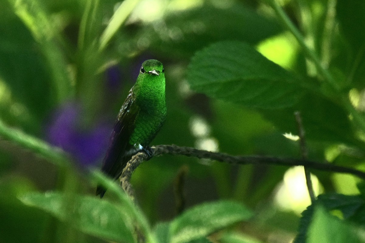 Blue-vented Hummingbird - Allan Díaz