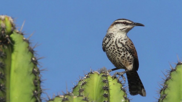 Boucard's Wren - ML477835