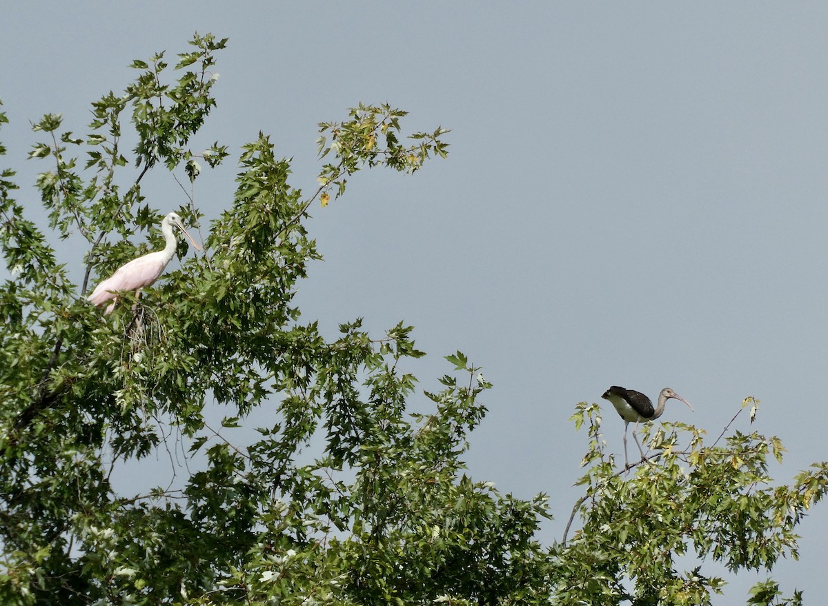 White Ibis - ML477835001