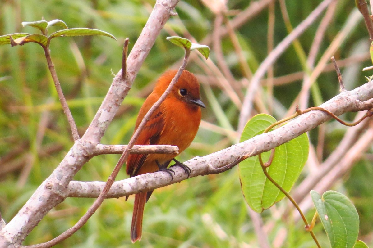 Cinnamon Flycatcher - Bryant Olsen