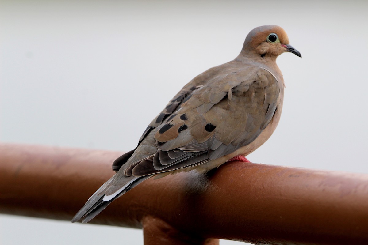 Mourning Dove - Anna Siegel