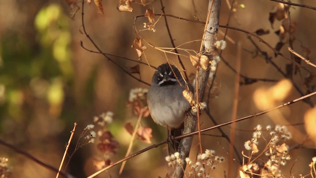 Bridled Sparrow - ML477837