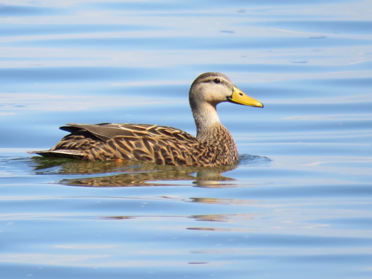 Mottled Duck - ML47783781