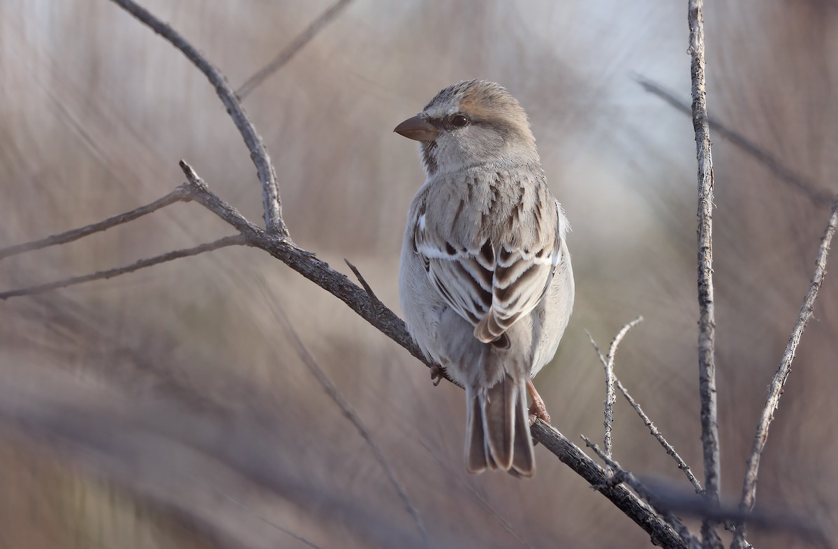 Saxaul Sparrow - ML477837871