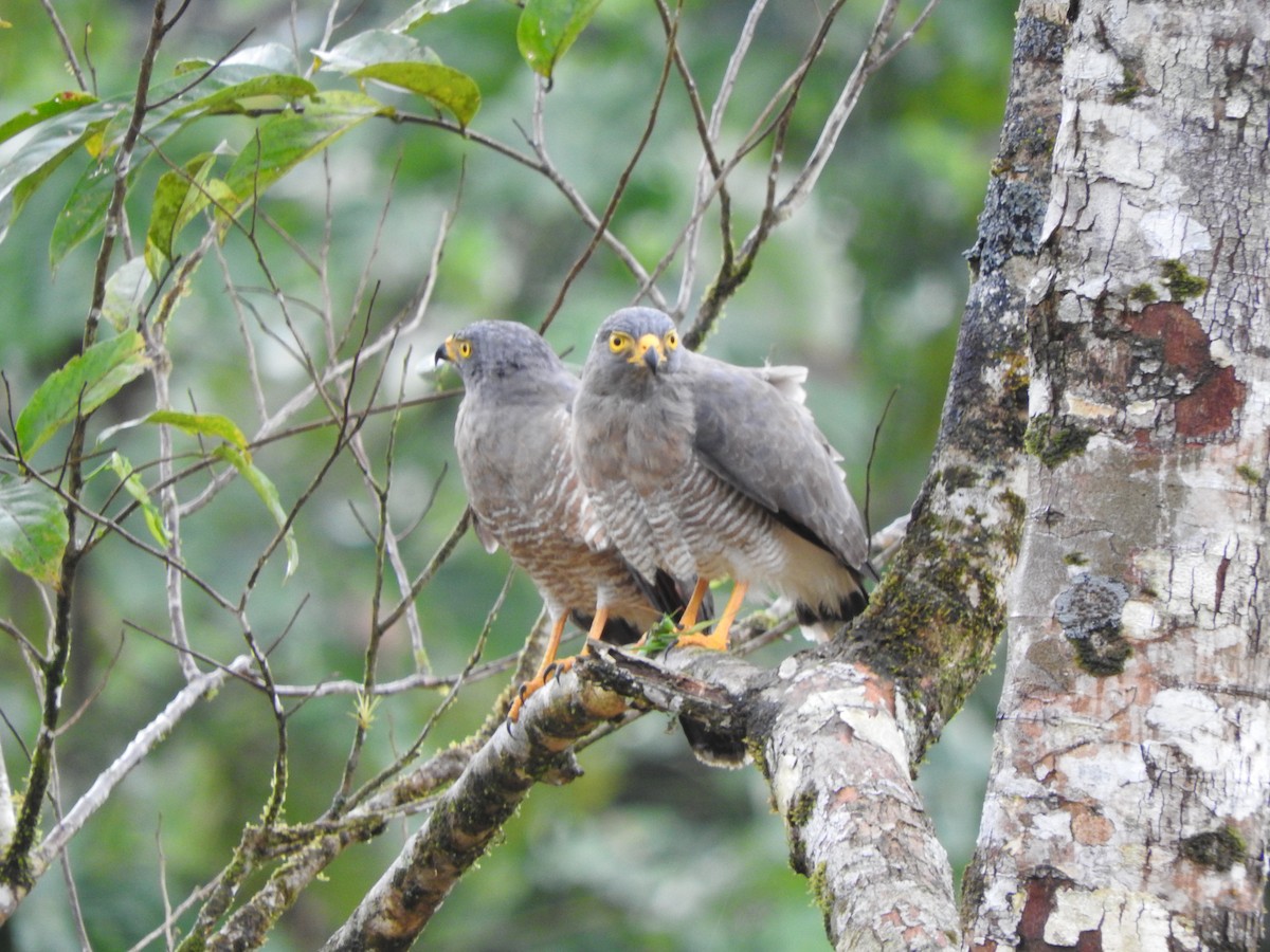 Roadside Hawk - ML477837991