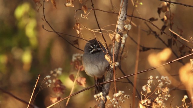 Bridled Sparrow - ML477838