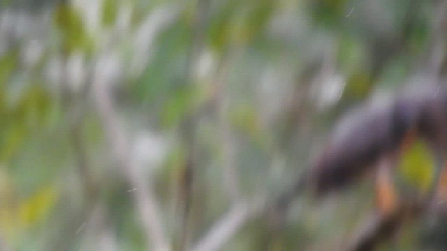 veivåk - ML477838091