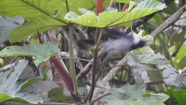 Violaceous Jay - ML477838101