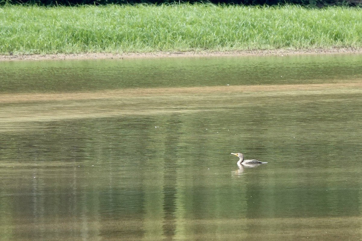 Double-crested Cormorant - ML477838511