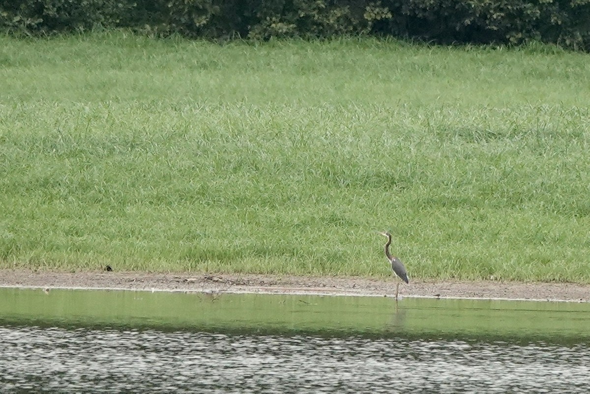 Tricolored Heron - ML477838911